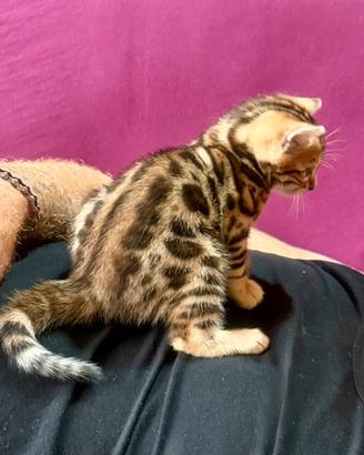 Gatto bengala