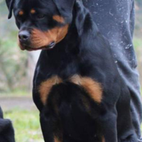 Cucciolona di rottweiler di 19 mesi