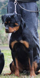 Cucciolona di rottweiler di 19 mesi