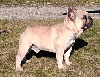 Bulldog francese cuccioli enci
