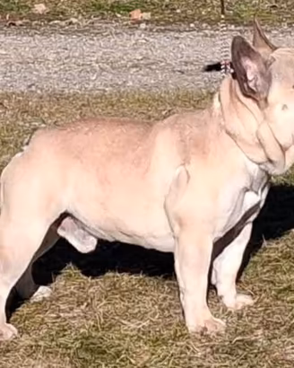 Bulldog francese cuccioli enci