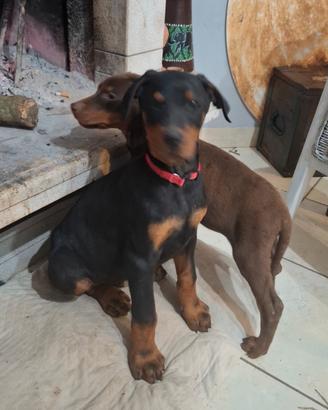 Cuccioli di Dobermann