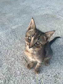 Gattino da adottare
