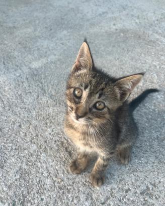 Gattino da adottare