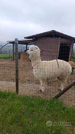 Coppia di Alpaca maschi