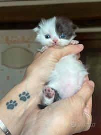 Scottish fold femmina