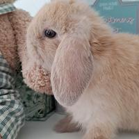 Arietino nano cucciolo beige champagne