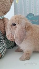 Arietino nano cucciolo beige champagne