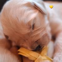 Cuccioli golden retriever