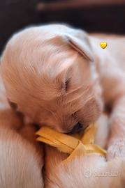 Cuccioli golden retriever