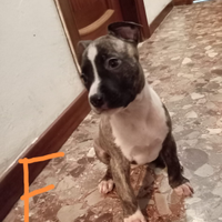 Ultime cucciole di Amstaff