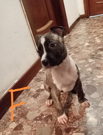 Ultime cucciole di Amstaff