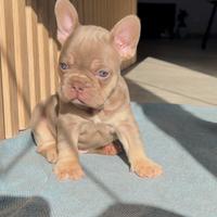 Bulldog francese
