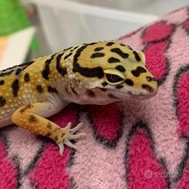 Geco leopardino femmina