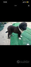 Caucaso per mastino dei pirenei