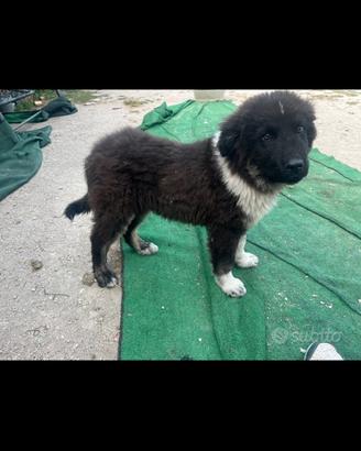 Caucaso per mastino dei pirenei