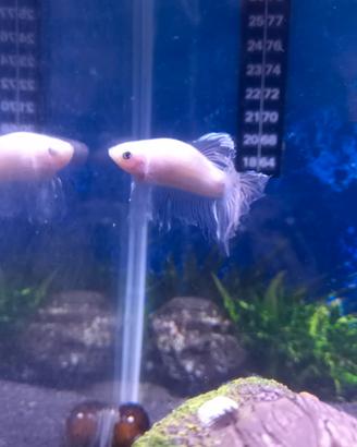 Pesce combattente