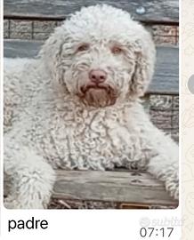 Cuccioli LAGOTTO ROMAGNOLO