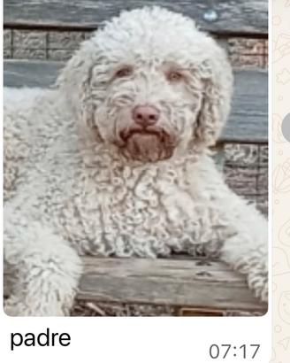 Cuccioli LAGOTTO ROMAGNOLO