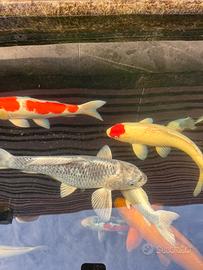 Carpe Koi Giapponesi di alta qualità