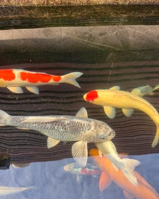 Carpe Koi Giapponesi di alta qualità