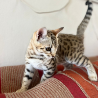 Bengala femmina pedigree TICA