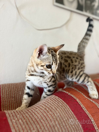 Bengala femmina pedigree TICA