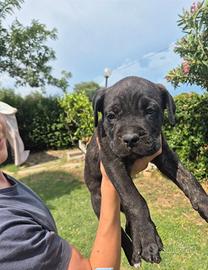 Cuccioli cane Corso