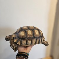 Tartaruga geochelone sulcata coppia