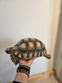 Tartaruga geochelone sulcata coppia