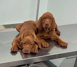 Bracco Ungherese a Pelo Corto Taglia Media