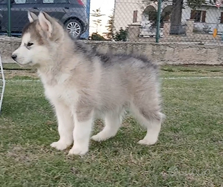Disponibile immediatamente Femmina AlaskanMalamute