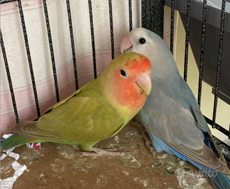 Inseparabile roseicollis femmina