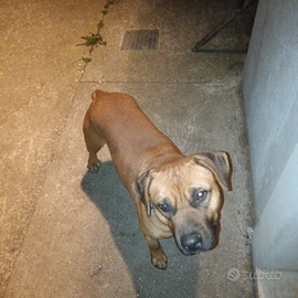 Femmina amstaff pitbull per accoppiamento