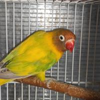 Insep mascherato femmina pezzata verde