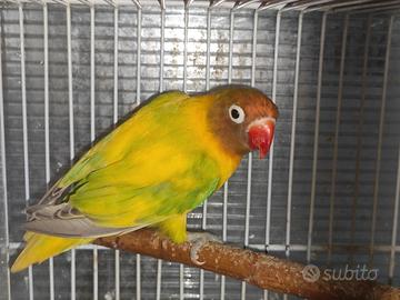 Insep mascherato femmina pezzata verde