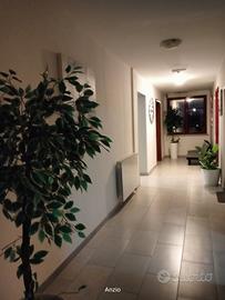 Monolocale 550,00, mensile