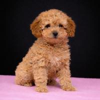 Cucciola di Barboncino