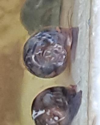 Lumache planorbarius sia marmo che marroni