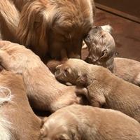 Cuccioli golden retriever linea americana