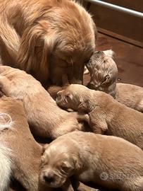 Cuccioli golden retriever linea americana