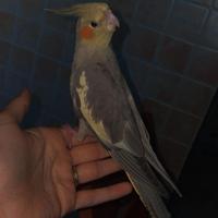 Pappagallo calopsite