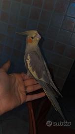 Pappagallo calopsite