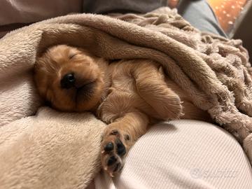 Golden retriever con pedigree