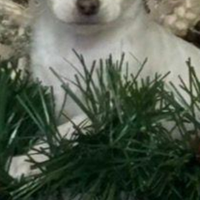 Cucciolo di chihuahua 700