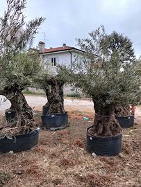 ulivi da giardino 