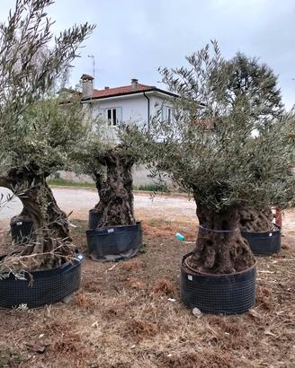 ulivi da giardino 