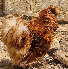 Maschio frizzle moroseta