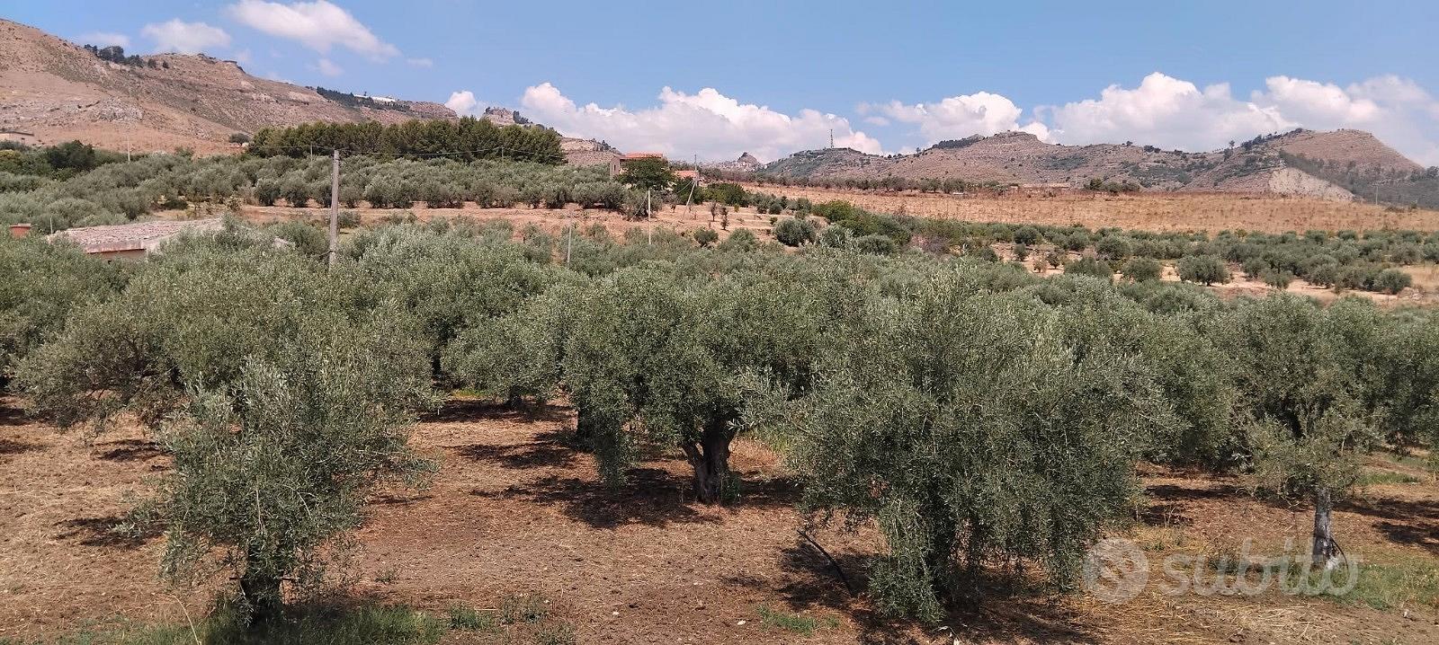Uliveto - agrumeto - coltivazione biologica - Vista 2