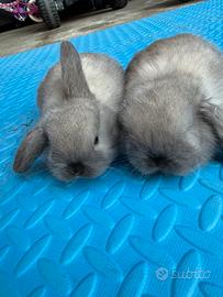 Coniglio ariete nano